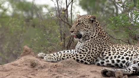 eyelevel shot of an adult leopard resting under the hot african sun, then yawns and rolls over