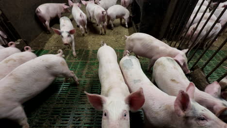 piglets in finishing barn growing for slaughter - wide shot