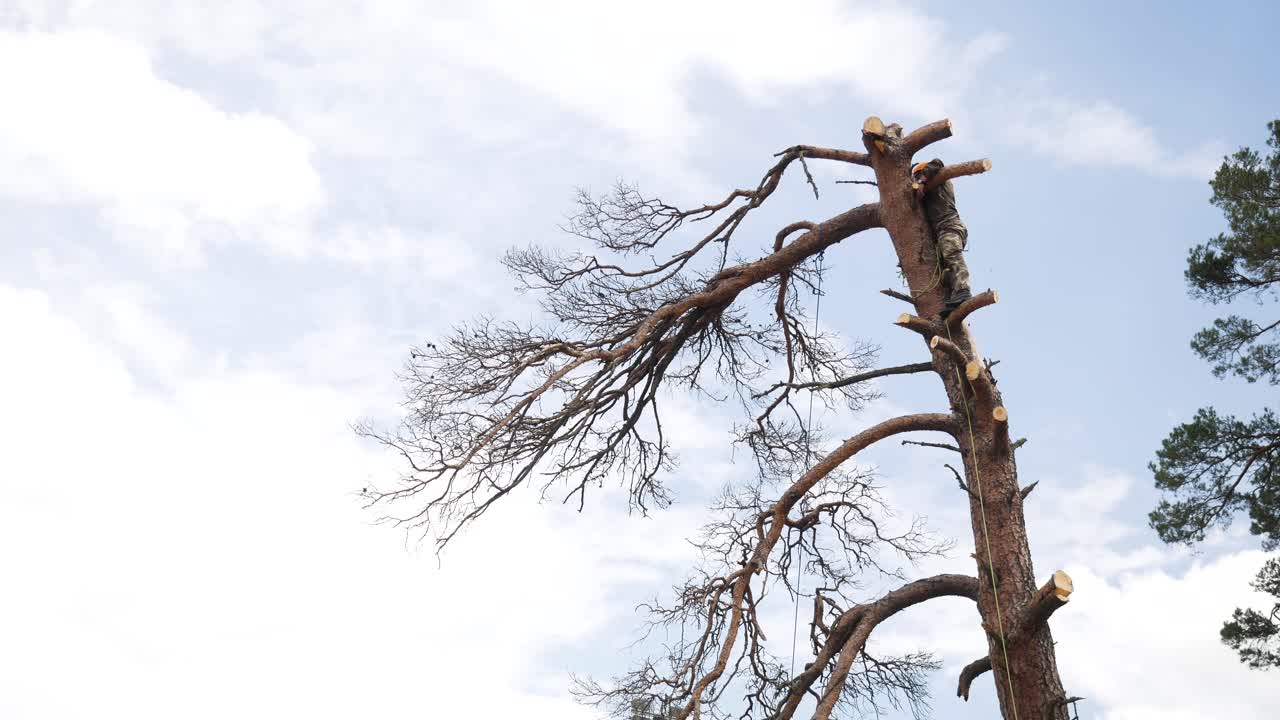 Tree trimming by arborist
