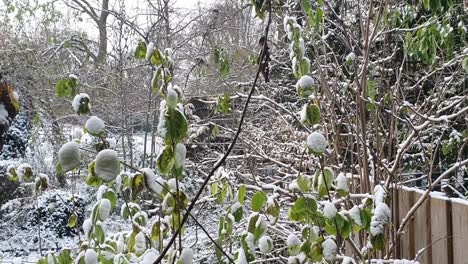 Pan-up-handheld-camera-onsome-vegetation-d-in-Berlin-in-wintertime-in-the-Hasenheide-park-covered-with-snow-HD-30-FPS-7-secs