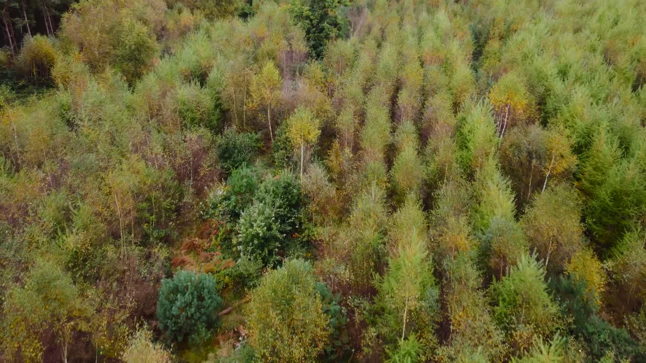 Flying over Christmas tree garden at Thetford - top drone shot