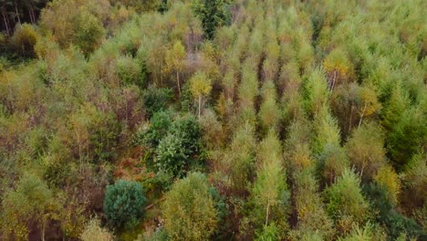 Flying-over-Christmas-tree-garden-at-Thetford---top-drone-shot