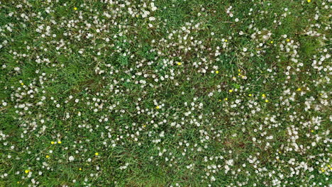 meadow full of dandelions in summer