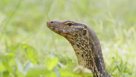 Cabeza-De-Lagarto-Monitor,-Primer-Plano