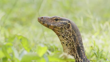 cabeza de lagarto monitor, primer plano