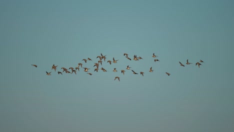 Ein-Vogelschwarm-Am-Trostlosen-Herbsthimmel