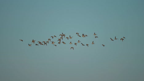 una bandada de pájaros en el sombrío cielo de otoño