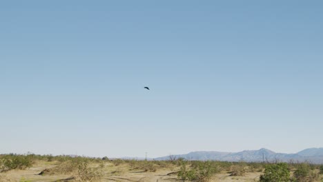 cuervo volando en cámara lenta hacia las montañas en el desierto