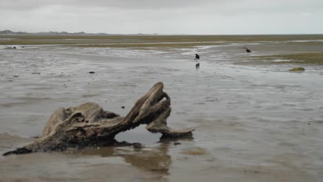 Static-shot-of-a-piece-of-dead-wood-burried-in-sand-with-black-birds-observing-in-the-background