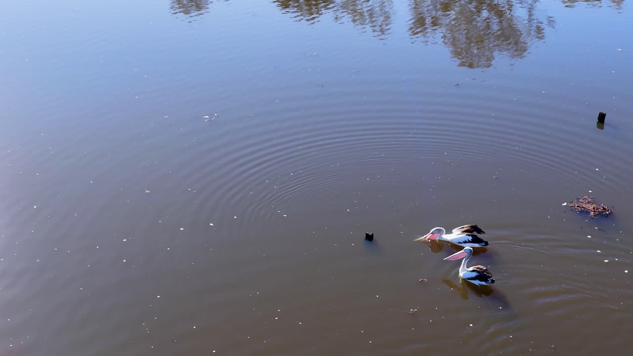 Three Australian pelicans glide across a tranquil lake in daylight, captured from above with steady aerial camera movement and natural reflections on the water