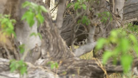 Leopard-stalking-on-the-savanna-between-tree-chunks-and-high-grass