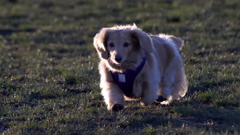 long-haired dachshund in dog vest running on the grass on a sunny morning