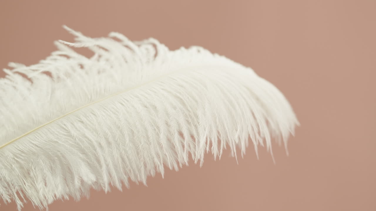 White Ostrich Feather on a Beige Background