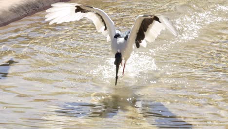 stork bird catching food in water