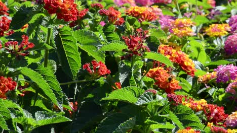 three bumble bees flying around and pollinating beautiful red and yellow flowers