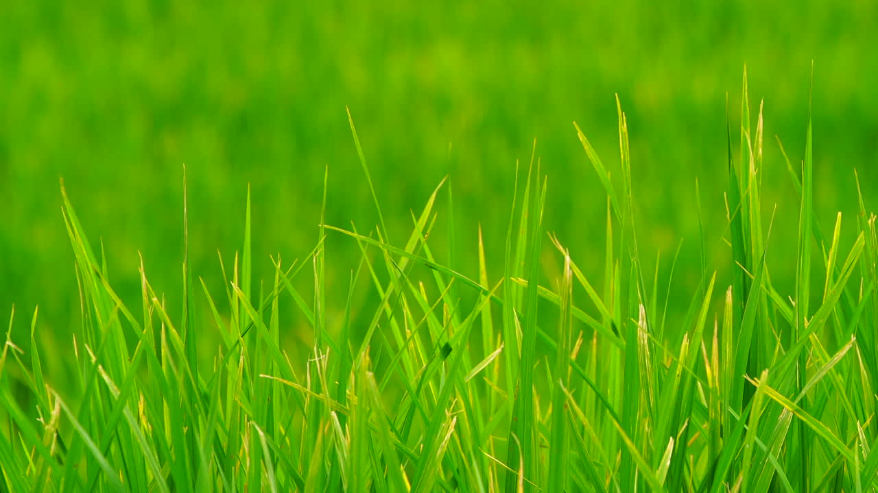 녹색 필드 배경은 근접으로 볼 수 있습니다.