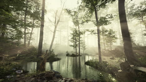 Vista-Panorámica-Del-Majestuoso-Bosque-En-Una-Niebla-Matutina