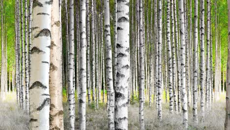 bosque de abedul a principios del verano