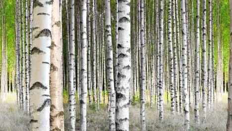 birch forest in early summer