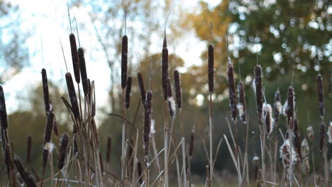 bulrushes on the edge of a pond