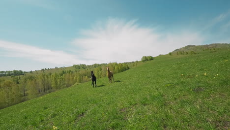 caballos dedicados de pelaje claro y oscuro de pie en la colina verde