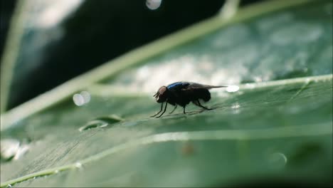 Fliegen-Insekten-HD-Videos.-Aufnahmen-Der-Schwarzen-Fliege