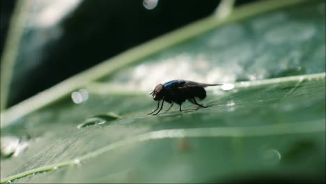 insectos voladores videos hd. imágenes de mosca negra
