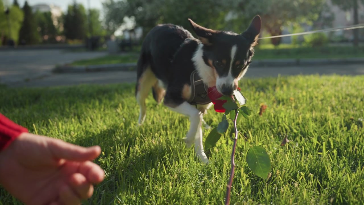 Close up of small dog carrying red rose in mouth while walking on leash person offering flower. Dog wears harness and moves through grassy park with trees and road visible in background