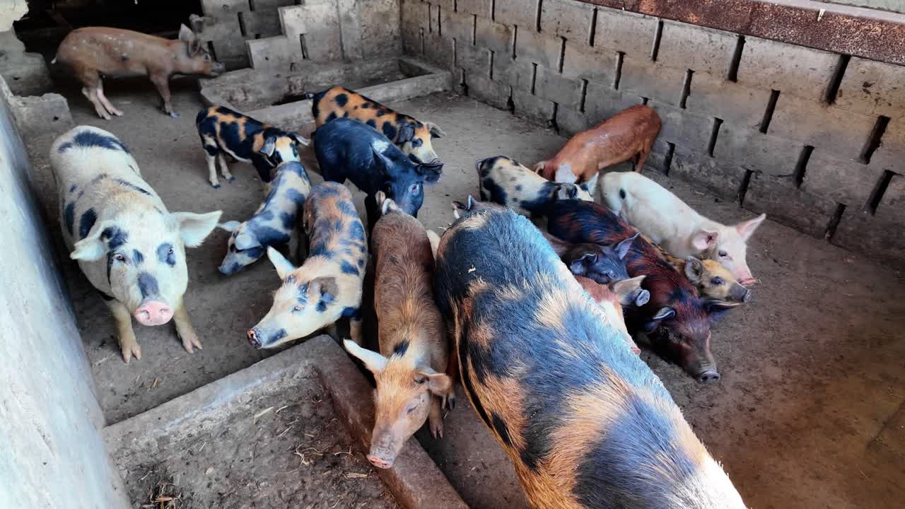 Group of Piglets with Spotted and Striped Coats in a Farm Pen