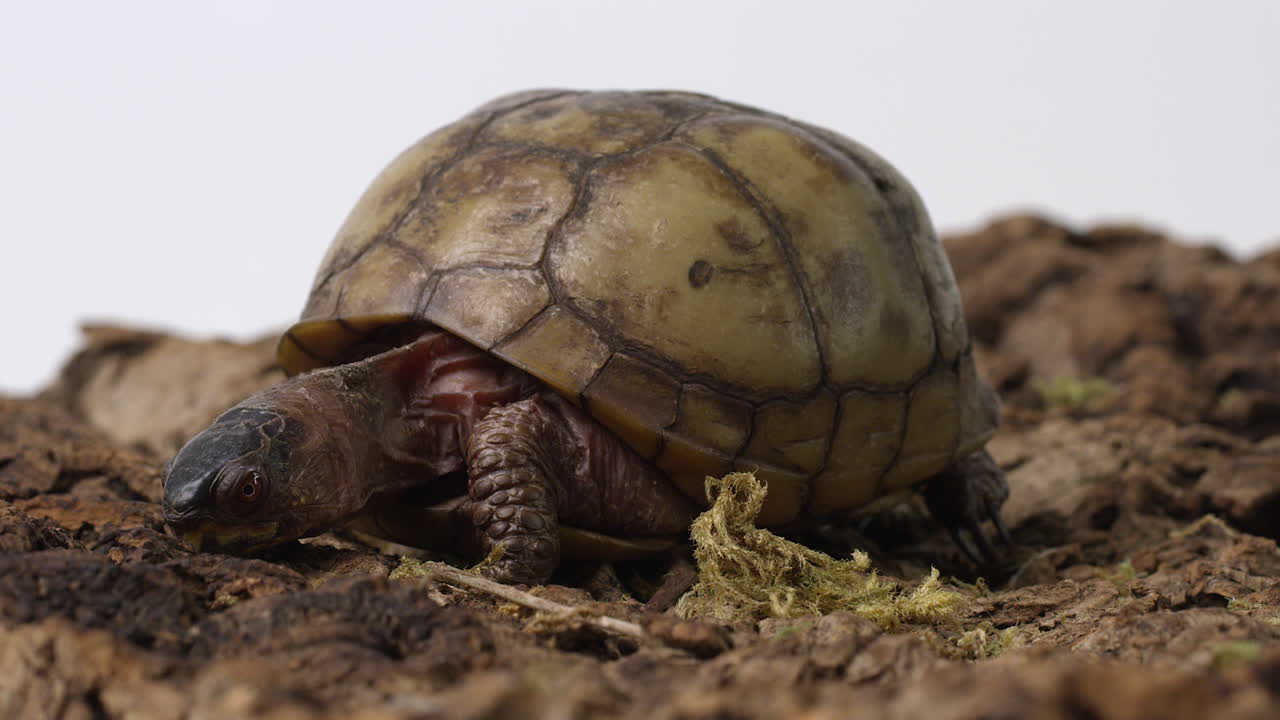 обычная коробочная черепаха нюхает землю - вблизи
