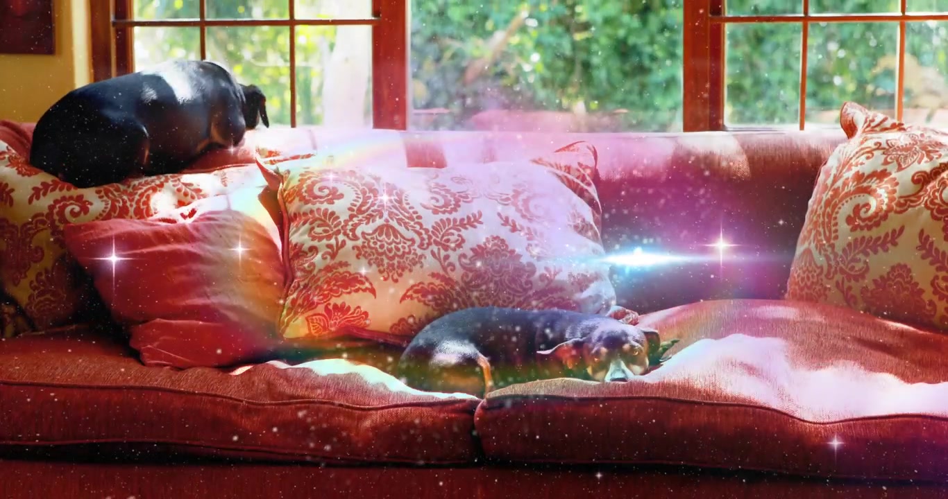 Cane sdraiato su un divano rosso, con una sovrapposizione galattica che appare, un secondo cane che sale, unendosi all'ambiente domestico.