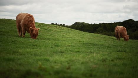 hermosas vacas de las tierras altas pastando en las verdes tierras altas escocesas - tiro estático