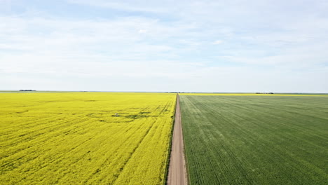 Magnífico-Paisaje-De-Canola-Y-Campos-De-Trigo-En-Saskatchewan,-Canadá-En-Primavera---Tiro-Inclinado-Hacia-Abajo