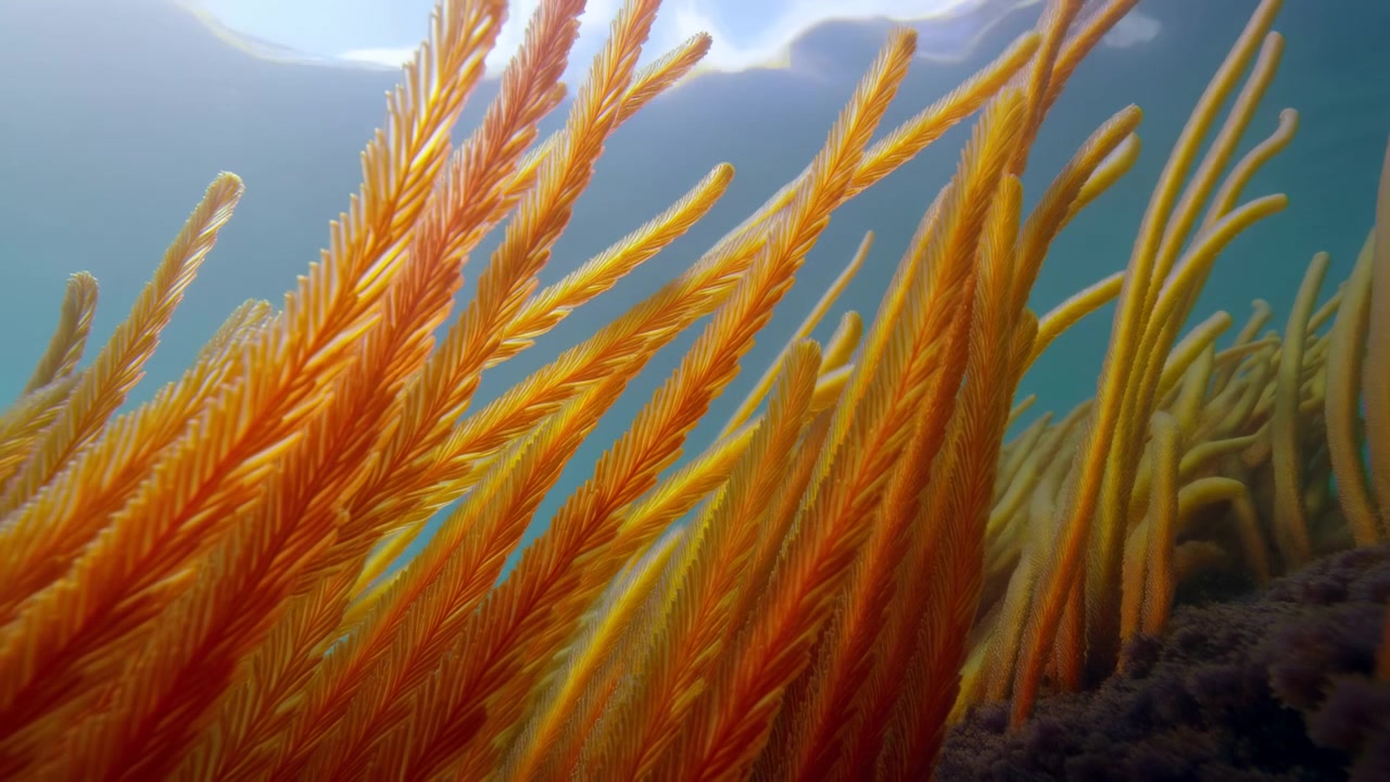 Coral naranja vibrante meciéndose bajo el agua, luz solar suave filtrándose a través del agua azul, vista de cerca de gorgonia