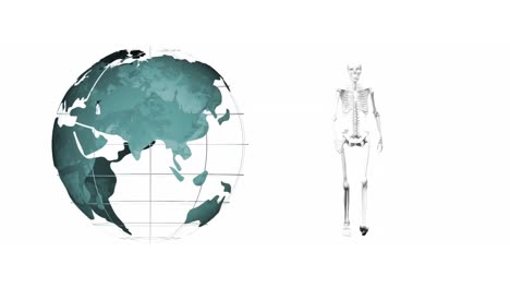 Animation-of-skeleton-and-globe-on-white-background