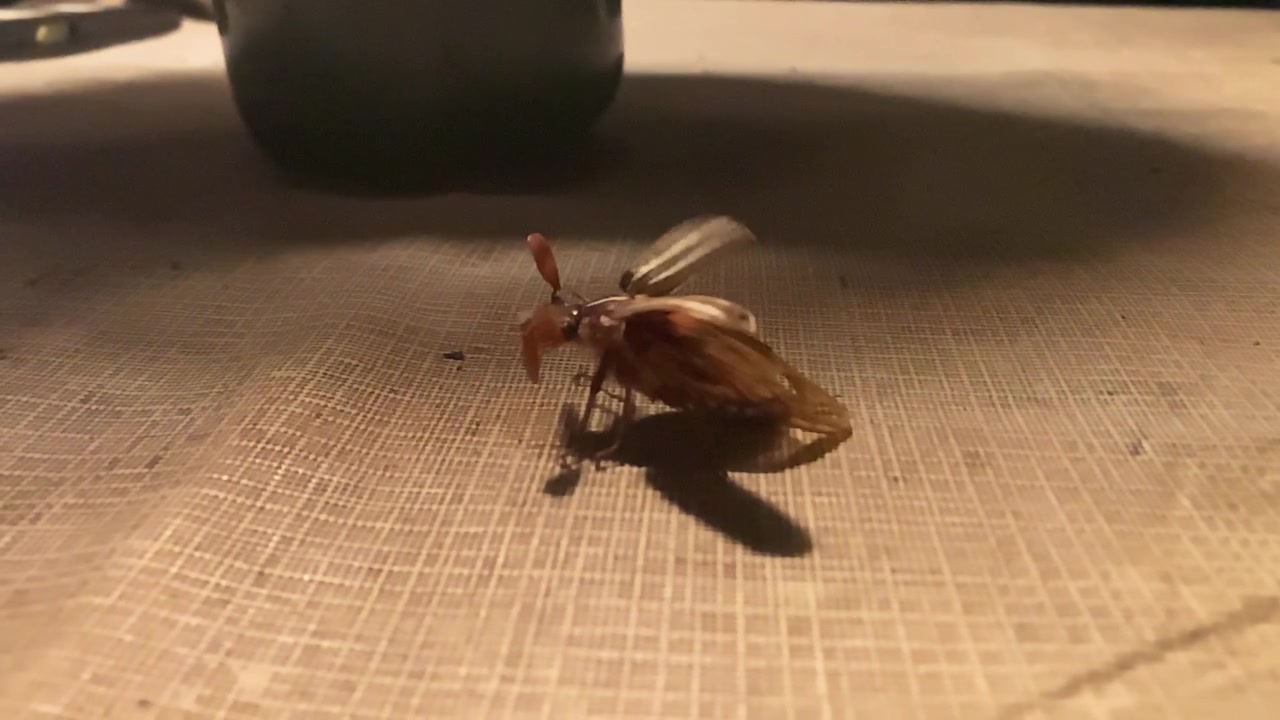 Watermelon beetle, AKA Ten-lined June beetle, takes flight in dramatic 240 fps slow motion, revealing detailed wing movement and insect behavior.