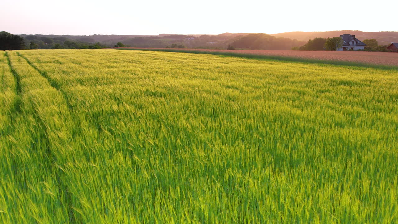 Picturesque Landscape Of Wheat Fields During Golden Hour In Poland