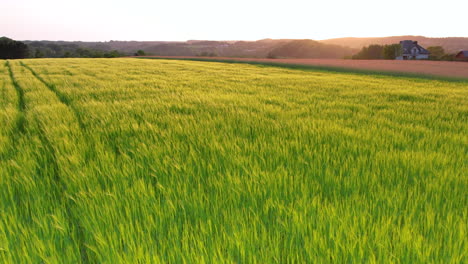 Pintoresco-Paisaje-De-Campos-De-Trigo-Durante-La-Hora-Dorada-En-Polonia