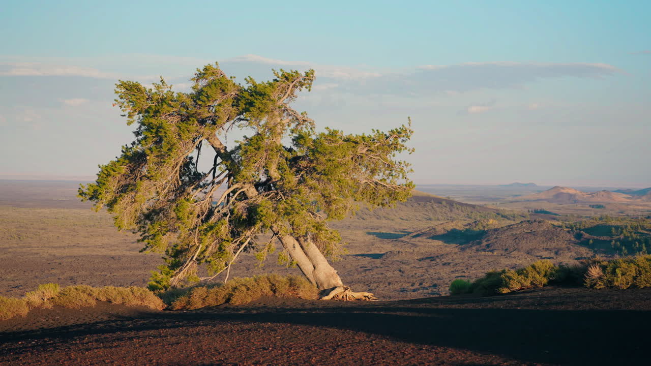Lone Tree in a Volcanic Desert Landscape