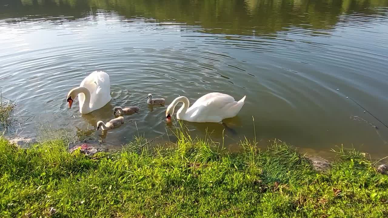 una familia de cisnes con tres bebés está nadando en un estanque y buscando comida en el banco del lago de hierba verde