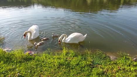 a swan family with three babies is swimming in a pond and searching for food at green grass lake bank