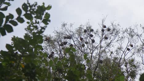 Fledermaus-Streckt-Ihre-Flügel-Und-Hängt-Kopfüber-Von-Einem-Baum-In-Australien,-Gippsland,-Victoria,-Maffra,-Tagsüber