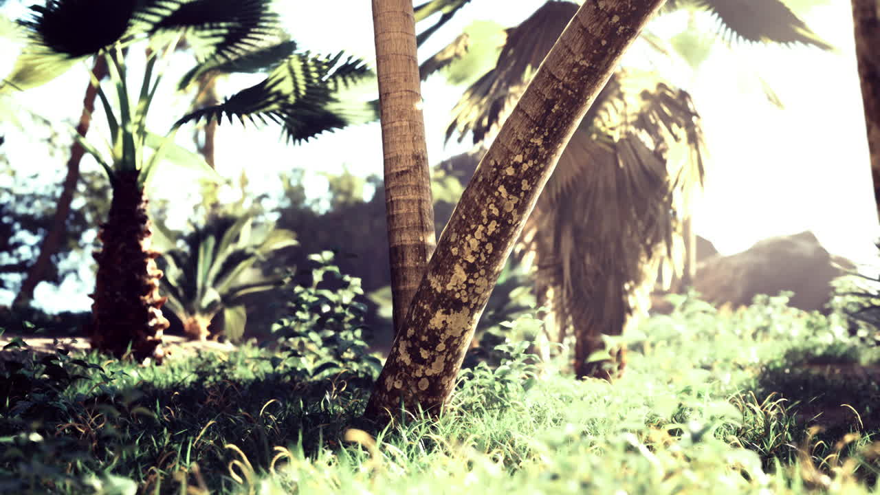 Sunlight filters through lush greenery in a tropical forest