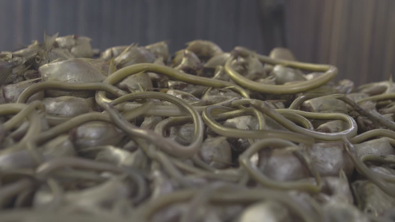 копченая рыба нигерия 02