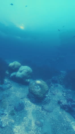 a beautiful underwater scene of a coral reef with fish swimming by