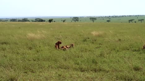 Savannah-scene-with-pride-of-lioness-with-Acacia-trees-in-horizon