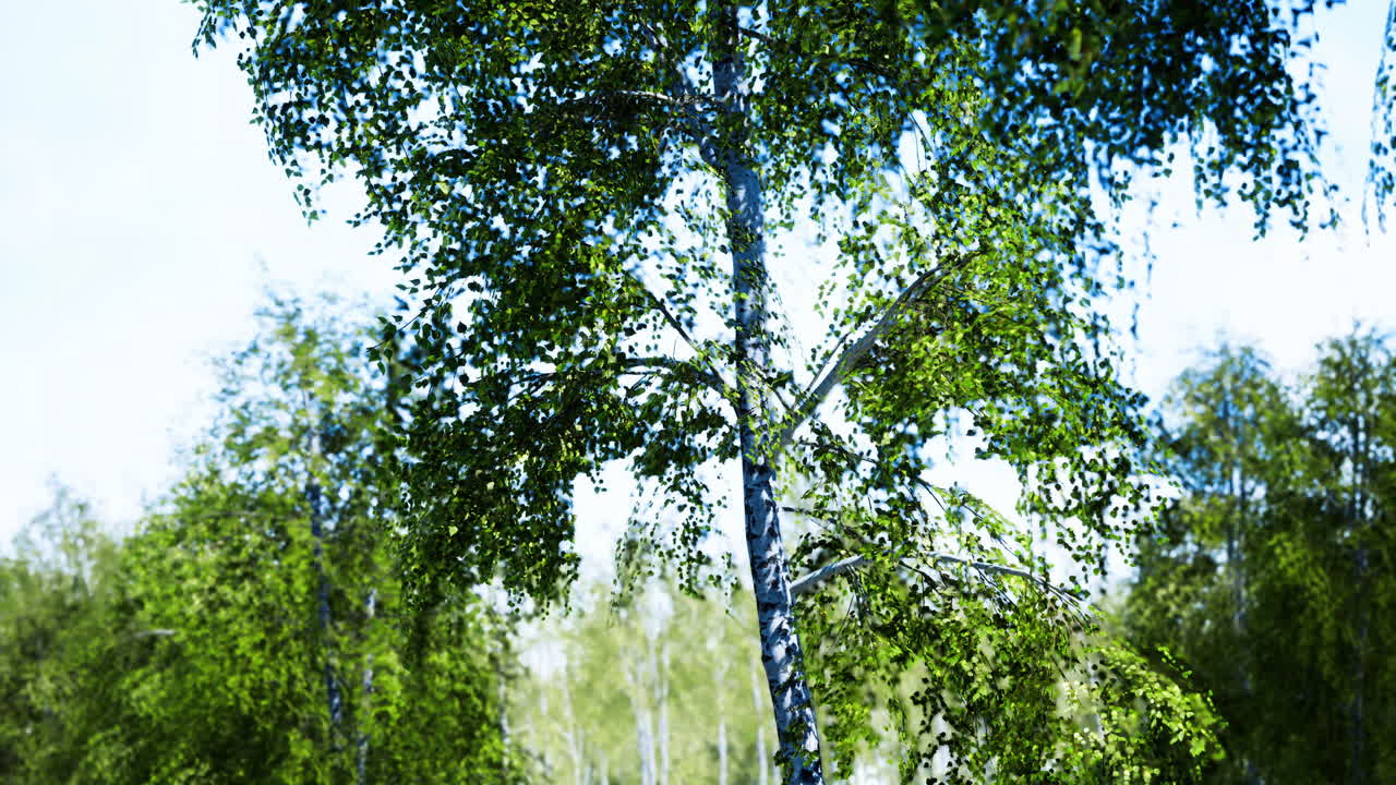 Tall green birch tree in a tranquil forest under bright sunlight