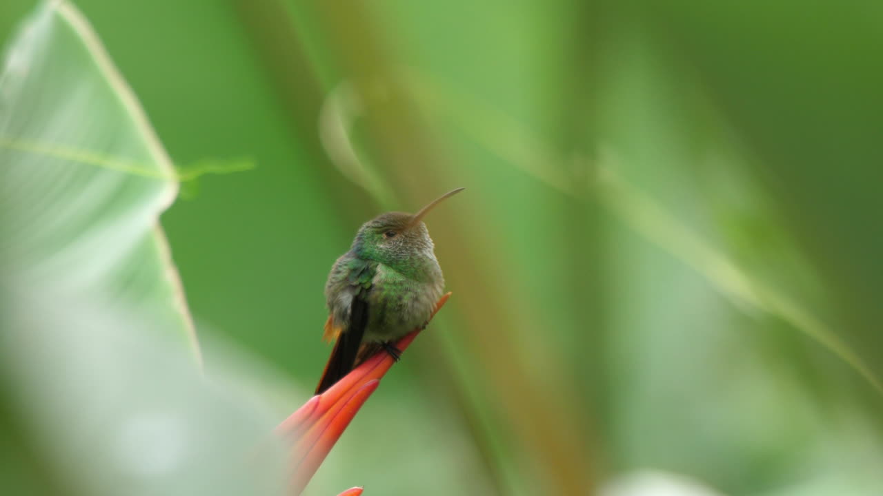 colibrí de cola rufa en costa rica