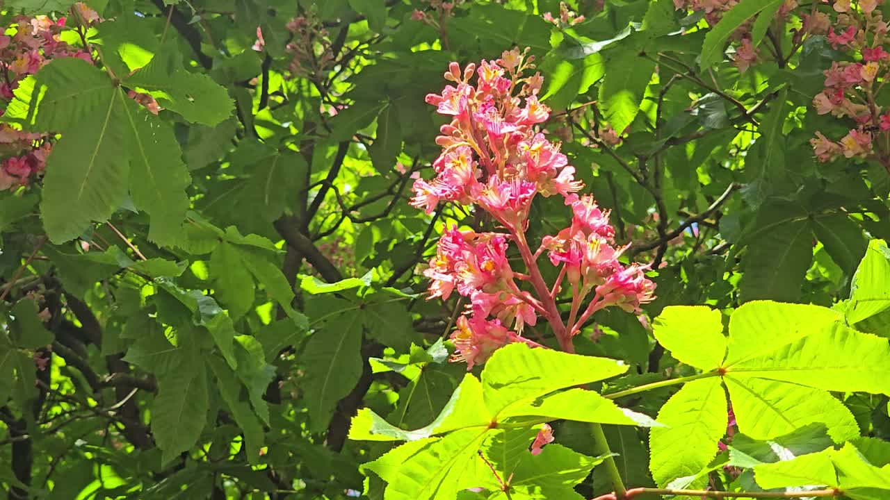 Pink chestnut blossoms blooming and moving slightly in the breeze – springtime scene