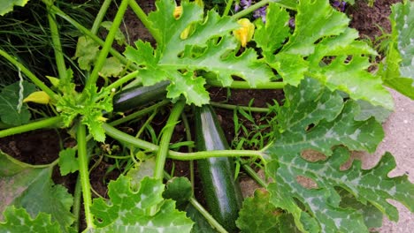 Zucchini-Zucchini-Pflanze,-Die-Reifes-Bio-Öko-Gemüse-Im-Heimischen-Garten-Aus-Nächster-Nähe-Anbaut